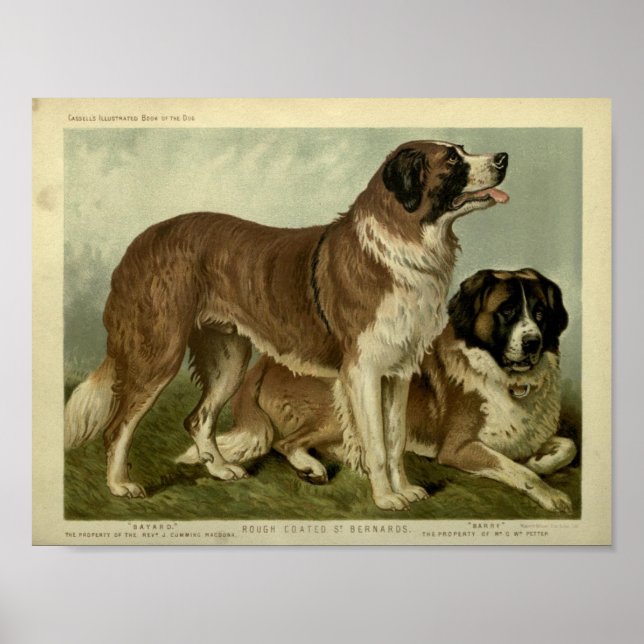 Affiche Illustration de Chiens de Saint Bernard vintage (Devant)