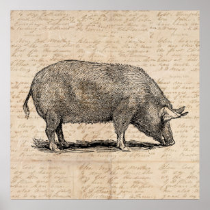 Affiche Illustration de cochon Style de papier de script d