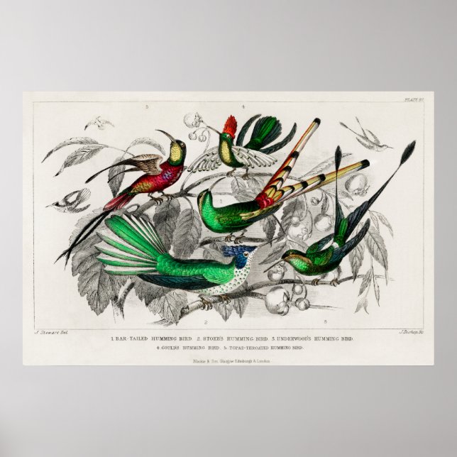 Affiche Illustration de colibri vintage (Devant)