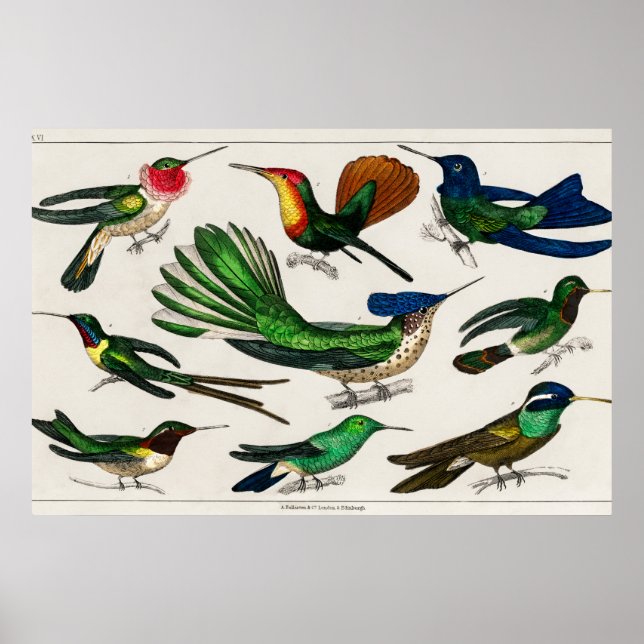 Affiche Illustration de colibri vintage (Devant)
