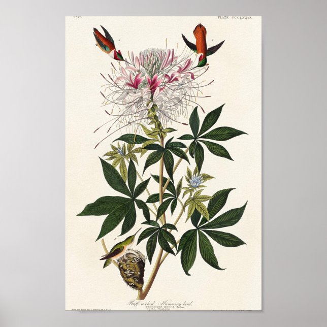 Affiche Illustration de colibri vintage (Devant)