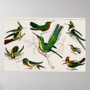 Affiche Illustration de colibri vintage