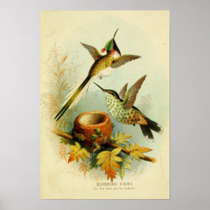 Affiche Illustration de colibri vintage