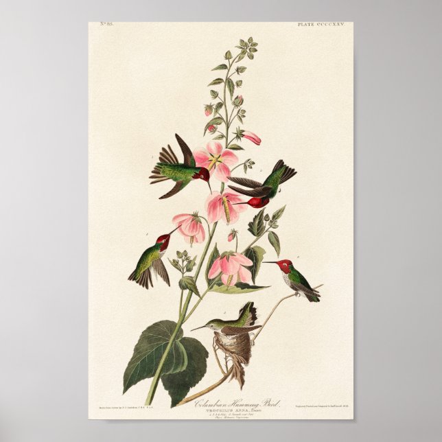 Affiche Illustration de colibri vintage (Devant)