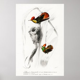 Affiche Illustration de colibri vintage