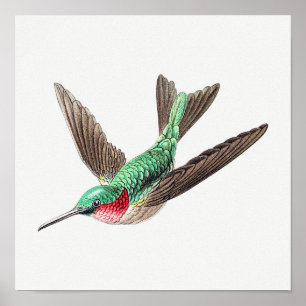 Affiche Illustration de colibri vintage