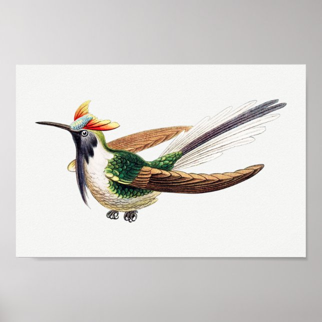 Affiche Illustration de colibri vintage (Devant)