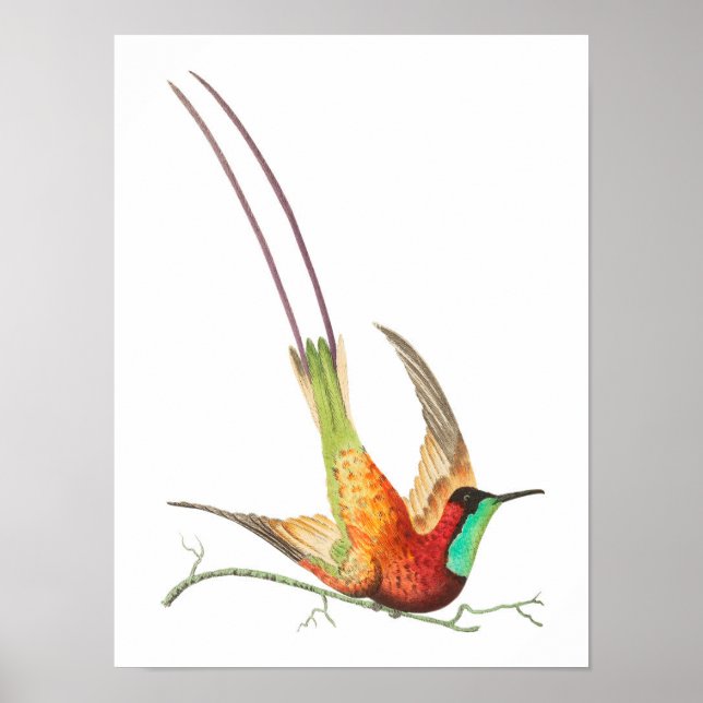 Affiche Illustration de colibri vintage (Devant)
