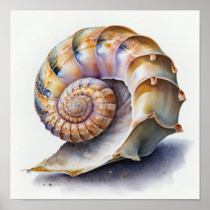 Affiche Illustration de coquillage en spirale perle et lav
