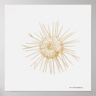 Affiche Illustration de coquille de foraminiferan