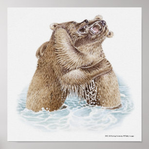 Affiche Illustration de deux ours Brown combattant dans l'