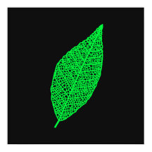 Illustration de feuille squelette noir et vert