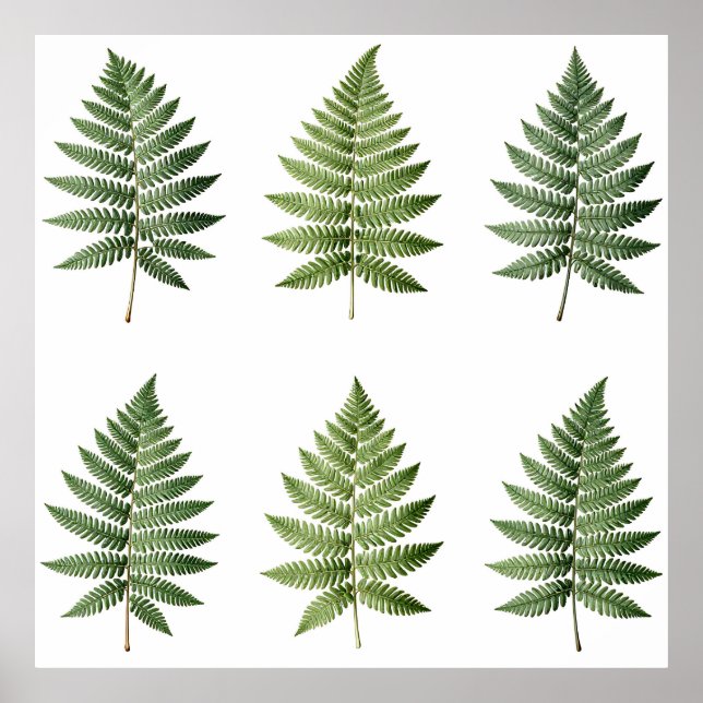 Affiche Illustration de feuilles de fougère botanique vint (Devant)