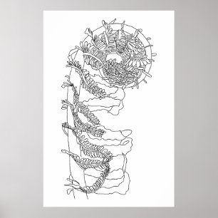 Affiche Illustration de Fiddlehead Fern