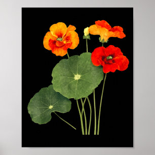 Affiche Illustration de fleur de capucine art de la nature