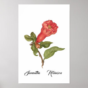 Affiche Illustration de fleur de grenade vintage en fleurs