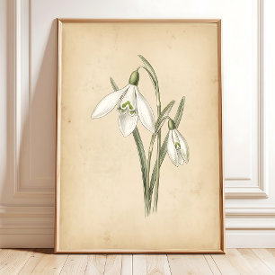 Affiche Illustration de fleur de perce-neige vintage