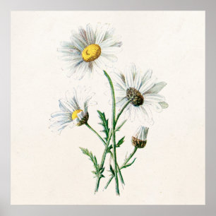 Affiche Illustration de fleur sauvage de marguerites du