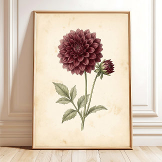 Affiche Illustration de fleurs de dahlia vintage