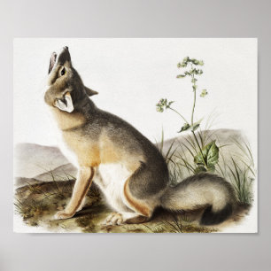 Affiche Illustration de Fox (Vulpes velox)