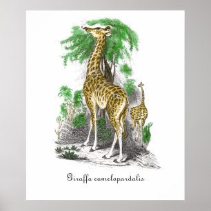 Affiche Illustration de girafe vintage Giraffa camelopard