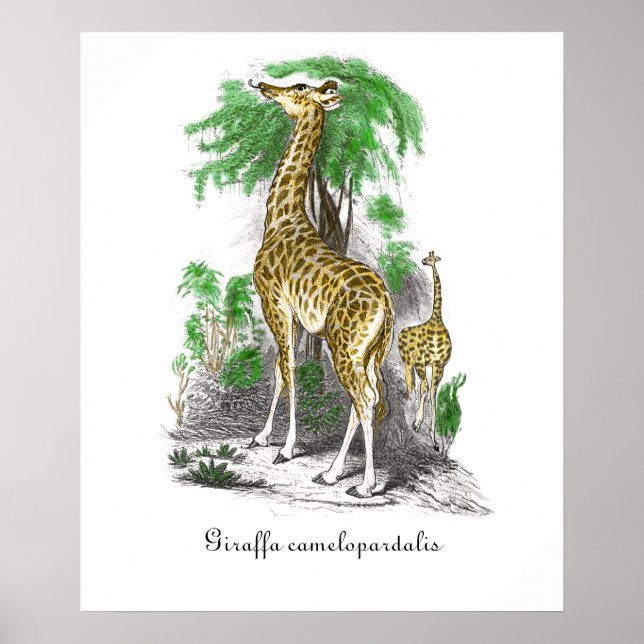 Affiche Illustration de girafe vintage  Giraffa camelopard (Devant)