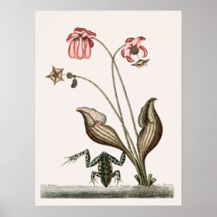 Affiche Illustration de grenouille vintage