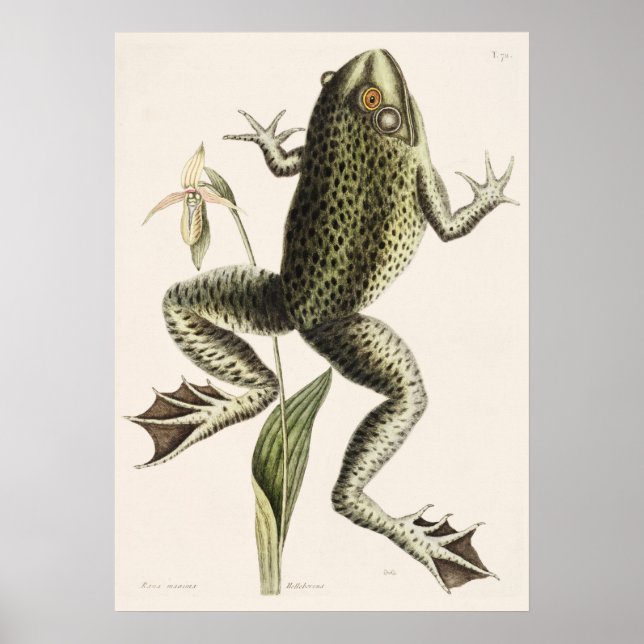 Affiche Illustration de grenouille vintage (Devant)