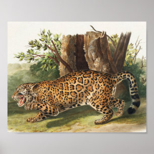 Affiche Illustration de Jaguar (Felis onca)