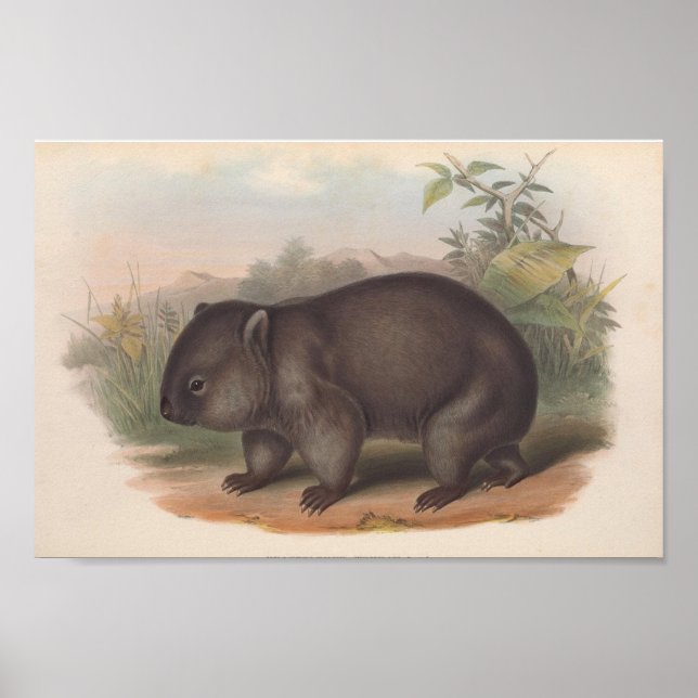 Affiche Illustration de Koala vintage (Devant)