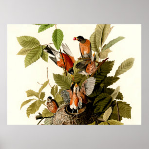 Affiche Illustration de la faune de merle d'Amérique d'Aud