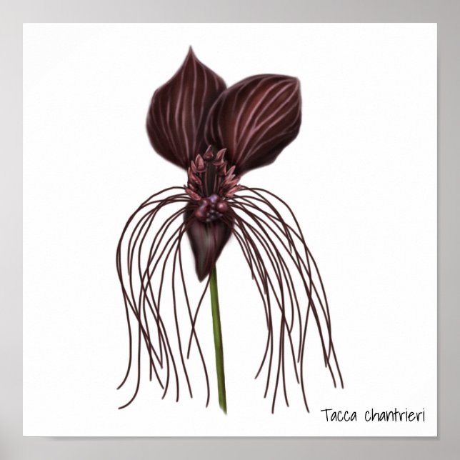 Affiche Illustration de la fleur de chaume (Devant)