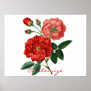 Affiche Illustration de la Rose rouge Vintage Thunder_Cove