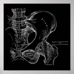 Affiche Illustration de la science de l'anatomie Pelvis bl