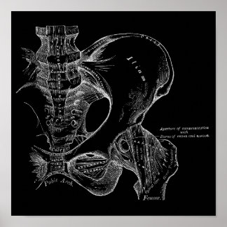 Affiche Illustration de la science de l'anatomie Pelvis bl