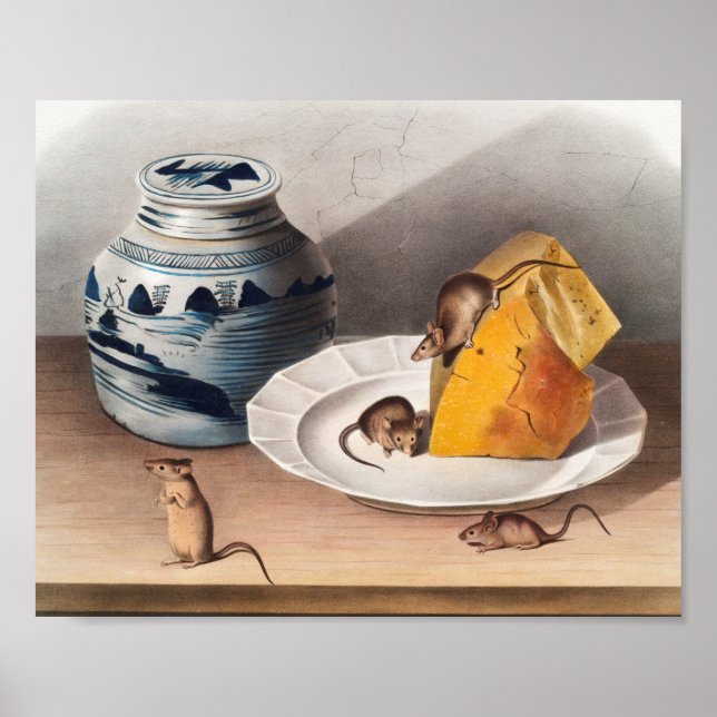 Affiche Illustration de la souris (Mus-musculus) (Devant)