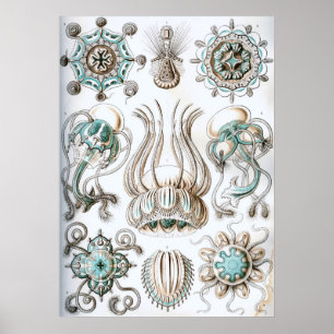 Affiche Illustration de la vie marine vintage
