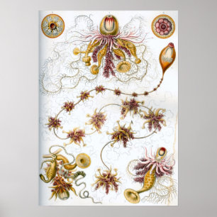 Affiche Illustration de la vie marine vintage