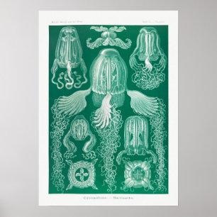 Affiche Illustration de la vie marine vintage