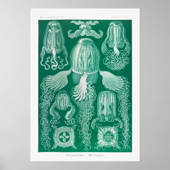 Affiche Illustration de la vie marine vintage (Devant)