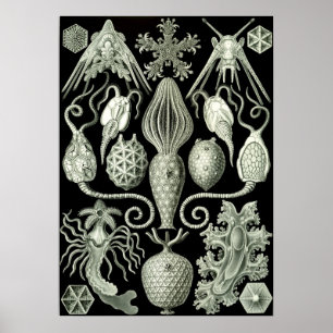 Affiche Illustration de la vie marine vintage