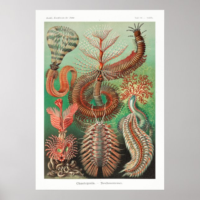Affiche Illustration de la vie marine vintage (Devant)