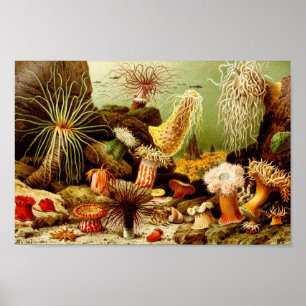 Affiche Illustration de la vie marine vintage