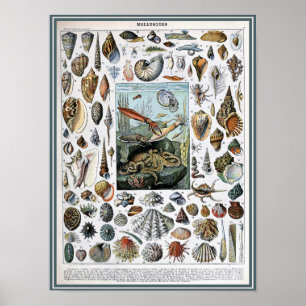 Affiche Illustration de la vie marine vintage
