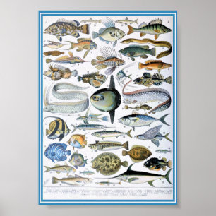 Affiche Illustration de la vie marine vintage
