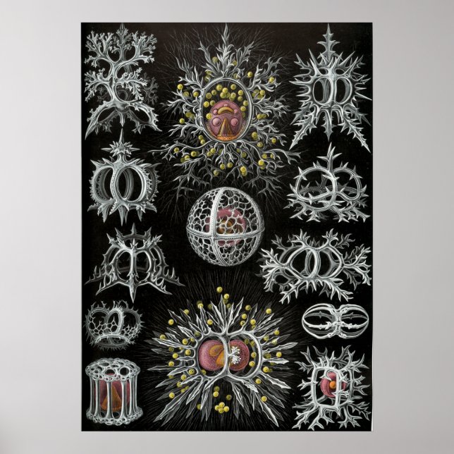 Affiche Illustration de la vie marine vintage (Devant)