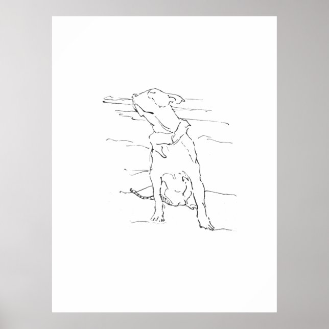 Affiche Illustration de l'Am Staffordshire Terrier (Devant)