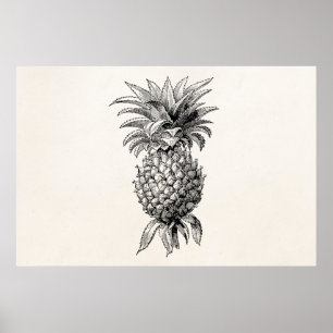 Affiche Illustration de l'ananas vintage 1800s Ananas