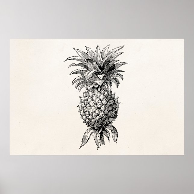 Affiche Illustration de l'ananas vintage 1800s Ananas (Devant)