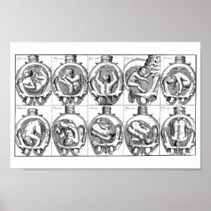 Affiche Illustration de l'anatomie du bébé dans l'utérus V